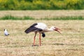 Stork devouring a mouse