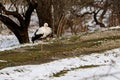 Stork and early spring with snow, migratory stork, birds in Ukraine.