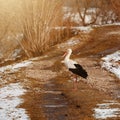 Stork and early spring with snow, migratory stork, birds in Ukraine.