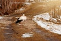 Stork and early spring with snow, migratory stork, birds in Ukraine.