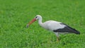 A stork eating a mouse on a green background Royalty Free Stock Photo