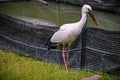 Stork