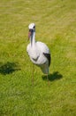 Stork - an element of garden landscaping Royalty Free Stock Photo