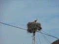 A stork of end in its nest