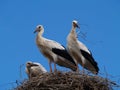 Stork family Royalty Free Stock Photo