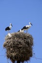 Stork family Royalty Free Stock Photo