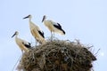 Stork family Royalty Free Stock Photo