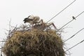 Stork family building a nest Royalty Free Stock Photo