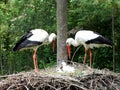 Stork Family Royalty Free Stock Photo