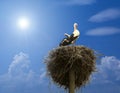 Stork family Royalty Free Stock Photo