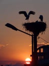 Stork family baby watching in nest Royalty Free Stock Photo