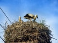 Closeup on nest of white storks. Royalty Free Stock Photo