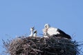 Stork family in nest Royalty Free Stock Photo