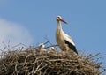 Stork family in nest Royalty Free Stock Photo