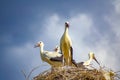 Stork family in a nest on cloudy sky background Bulgaria Royalty Free Stock Photo