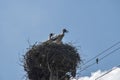 Stork family nest Royalty Free Stock Photo