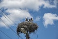 Stork family nest Royalty Free Stock Photo
