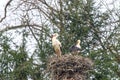 Stork family in nest Royalty Free Stock Photo