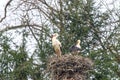 Stork family in nest