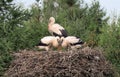 Stork family