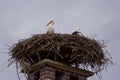 Stork family in storks nest Royalty Free Stock Photo