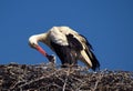 Stork feeds baby in the nest Royalty Free Stock Photo