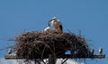 The stork feeds the chick in the nest on an abandoned electric pole against the blue sky