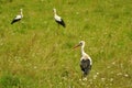 Stork on the field