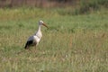 Stork on a field Royalty Free Stock Photo