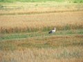 Stork on Field in Belarus. Green, flight. Symbol of Belarus