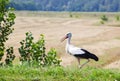 Stork in a field Royalty Free Stock Photo