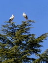 Stork in flight. Boadilla del Monte, Madrid, Spain