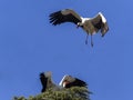 Stork in flight. Boadilla del Monte, Madrid, Spain