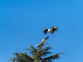 Stork in flight. Boadilla del Monte, Madrid, Spain