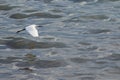 Stork in flight over the water.