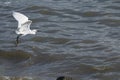 Stork in flight over the water.