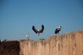 Stork in flight and storks on wall Royalty Free Stock Photo