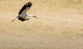 A Stork in flight in Suwalki Landscape Park, Poland.