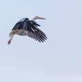 A Stork in flight in Suwalki Landscape Park, Poland.