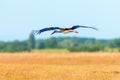 Stork in Flight. White Stork Ciconia ciconia Royalty Free Stock Photo