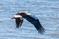 Stork in Flight. White Stork Ciconia ciconia Royalty Free Stock Photo