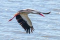 Stork in Flight. White Stork Ciconia ciconia Royalty Free Stock Photo