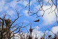 Stork in the fly to tree