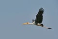 Stork Flyaway Royalty Free Stock Photo