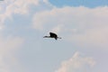 Stork flying against the blue sky Royalty Free Stock Photo