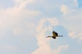 Stork flying against the blue sky Royalty Free Stock Photo