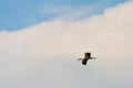 Stork flying against the blue sky Royalty Free Stock Photo