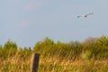 Stork flying against the blue sky Royalty Free Stock Photo