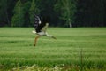 Stork flying on grass field Royalty Free Stock Photo