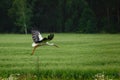 Stork flying on grass field Royalty Free Stock Photo